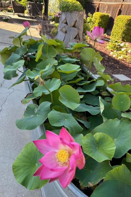 22720 Picador Drive, Salinas CA: https://media.crmls.org/mediaz/8ad5648d-3bc0-47b4-b372-a53dc1de9bdb.jpg