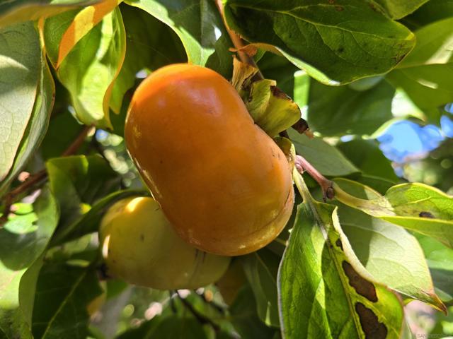 2344 Warmlands Ave, Vista CA: https://media.crmls.org/mediaz/8afe16ca-69dd-4c73-a5b8-f29b457a227a.jpg