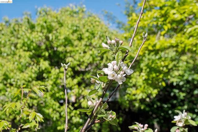 Image 25 of 29 For 2520 Mcgee Ave