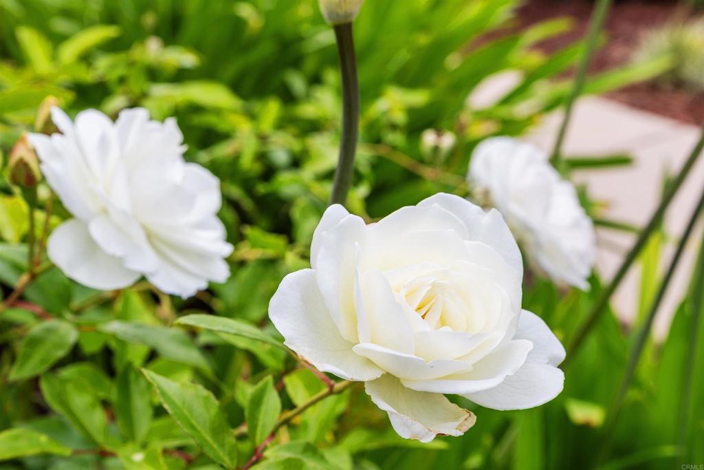 https://media.crmls.org/mediaz/8b77525d-5990-4771-9914-93279c08e5c6.jpg?preset=X-Large