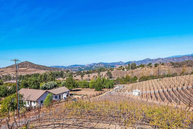 View of grape vines