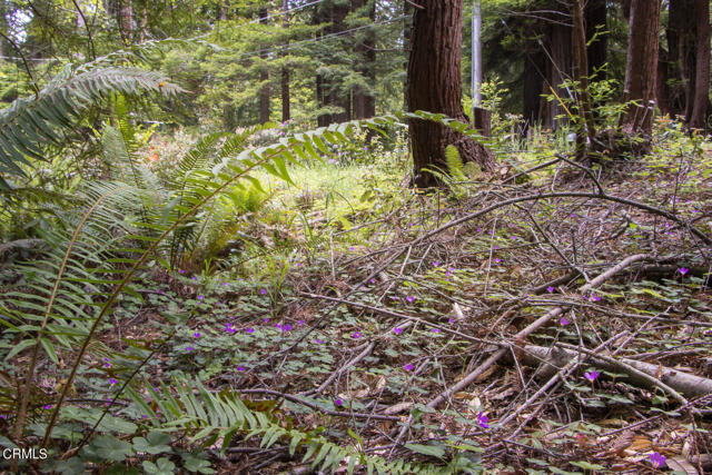 Detail Gallery Image 2 of 6 For 32100 Forest Ln, Fort Bragg,  CA 95437 - – Beds | – Baths