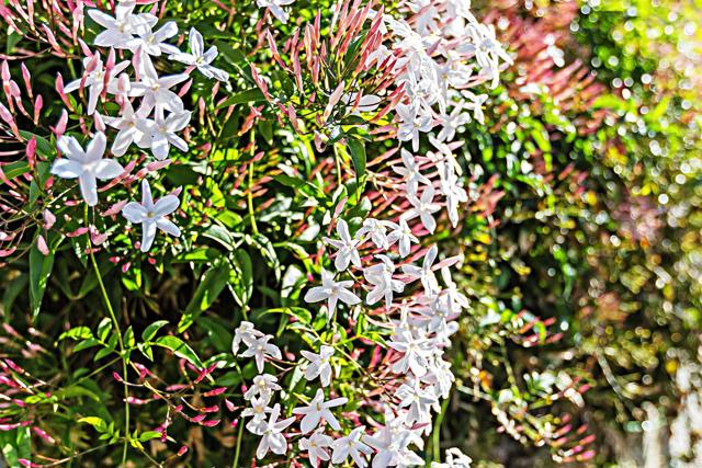 Detail Gallery Image 4 of 44 For 3743 Rosemary Way, Oceanside,  CA 92057 - 2 Beds | 2 Baths