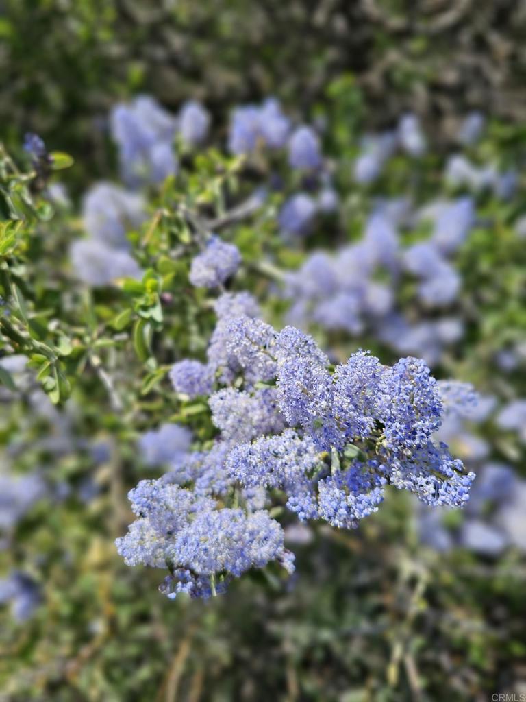 https://media.crmls.org/mediaz/8c45b7ae-8f26-4341-be27-d4dbb0415c14.jpg?preset=X-Large
