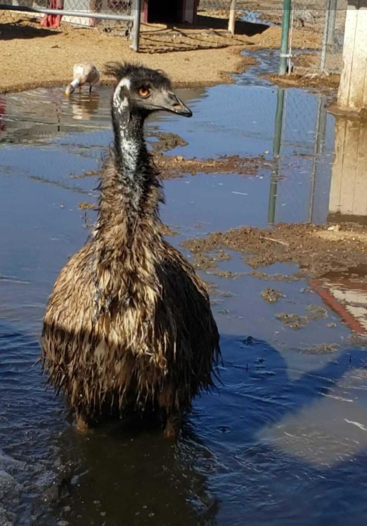 MLS #219138603PS image #36