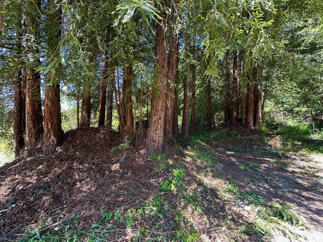 5601 Freedom Boulevard, Aptos CA: https://media.crmls.org/mediaz/8c930b95-4de8-48e8-b0ba-06190d900015.jpg