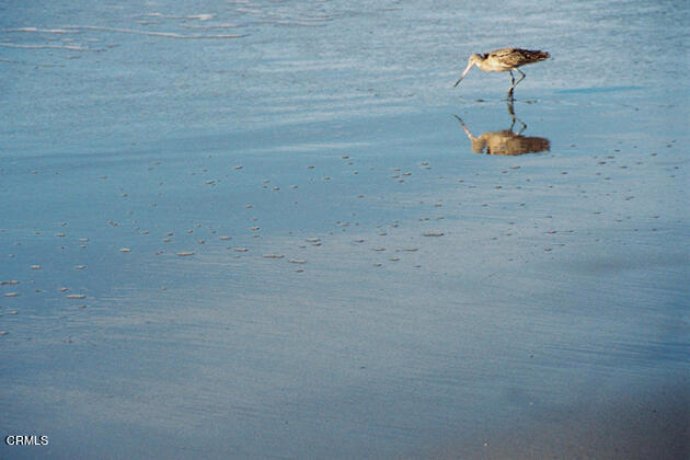 Sandpiper Bird