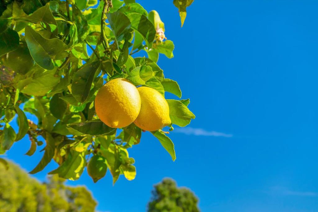 https://media.crmls.org/mediaz/8caa755d-3416-4004-b59d-113c93c4c565.jpg?preset=X-Large
