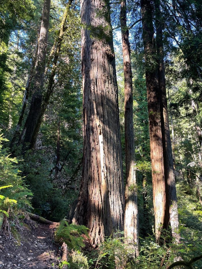 MLS #ML81979482 image #13