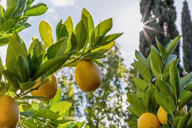 17930 Vineland Avenue, Monte Sereno CA: https://media.crmls.org/mediaz/8cdd76d2-53a8-4a78-9a88-87087ca3ce1f.jpg