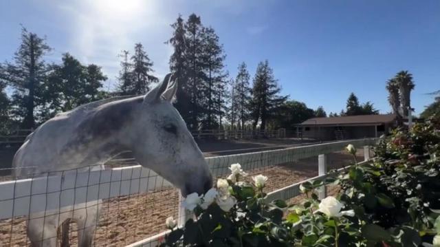 10495 Garcia Lane, Gilroy CA: https://media.crmls.org/mediaz/8ddf29f2-4cb6-449a-a77b-ed0962164dad.jpg