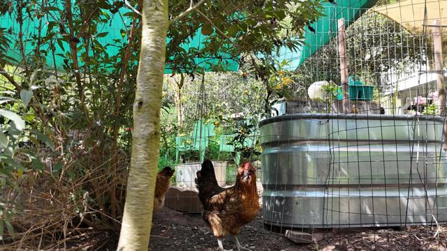 Detail Gallery Image 3 of 60 For 9237 Harmony Grove, Escondido,  CA 92029 - 3 Beds | 2/1 Baths