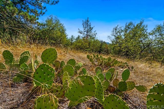 Detail Gallery Image 9 of 40 For 120 Ac Vacant Land Mesa Grande Rd, Santa Ysabel,  CA 92070 - – Beds | – Baths