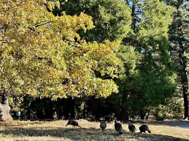 Detail Gallery Image 51 of 75 For 3413 Fern Meadow Rd, Palomar Mountain,  CA 92060 - 3 Beds | 3/1 Baths