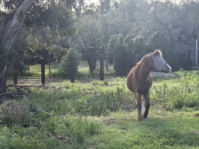 Detail Gallery Image 64 of 65 For 2205 Leon Ave, San Diego,  CA 92154 - 3 Beds | 2 Baths