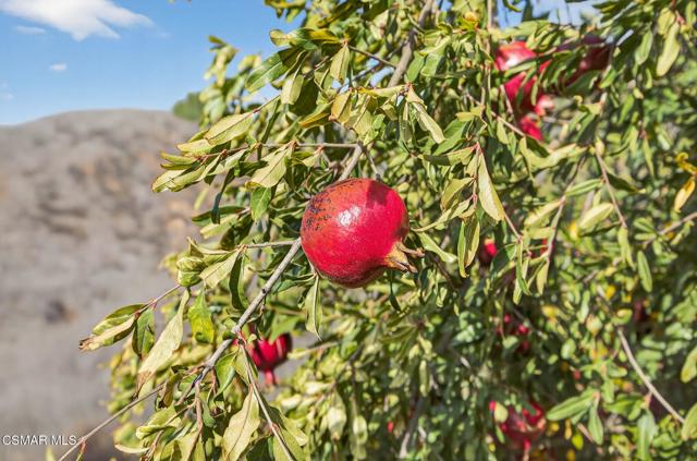 1560 Goodenough Road, Fillmore CA: https://media.crmls.org/mediaz/8ee10fb4-7997-40b8-9d5d-307bcba3b9e1.jpg