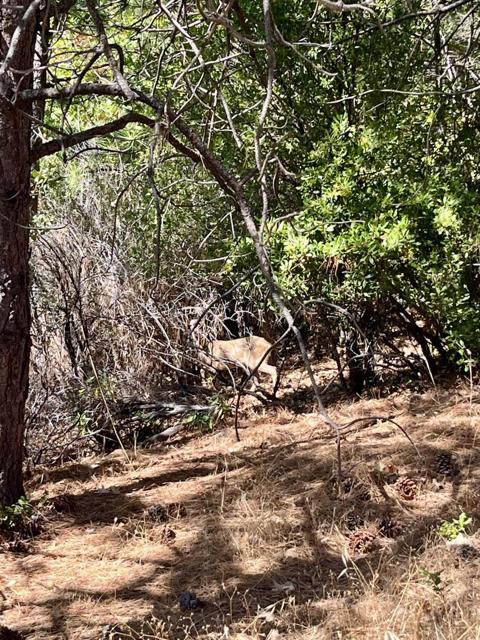 137 Deerhaven Drive, Tuolumne CA: https://media.crmls.org/mediaz/8f1768ae-f54d-4bb8-ab19-1f245eb24dba.jpg