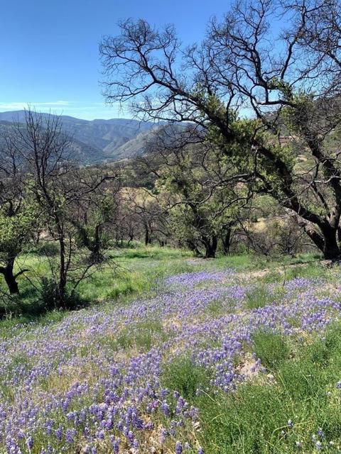 0 Cachagua, Carmel Valley CA: https://media.crmls.org/mediaz/8f1c260a-f68c-4aa9-8f9a-0ee8f55ea1d4.jpg