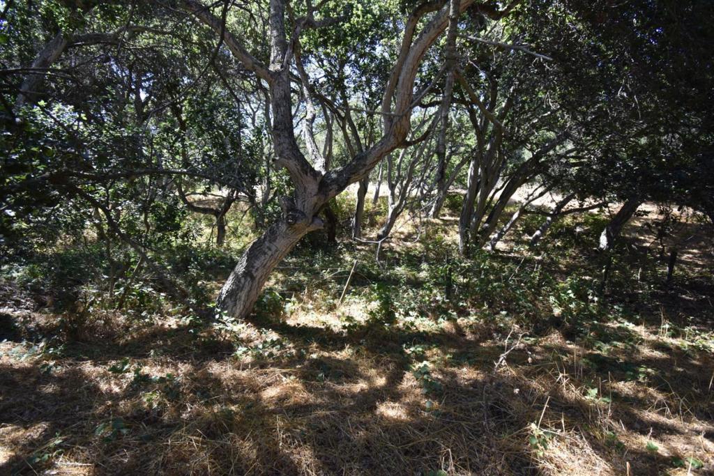 MLS #ML81994433 image #46