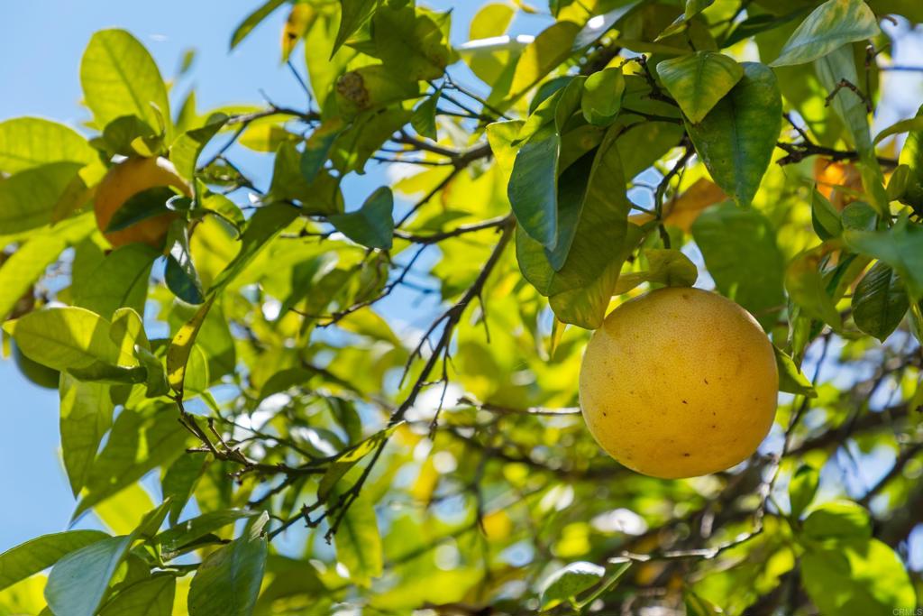 https://media.crmls.org/mediaz/8f2b4455-7558-4ede-9518-cb2527eccca8.jpg?preset=X-Large