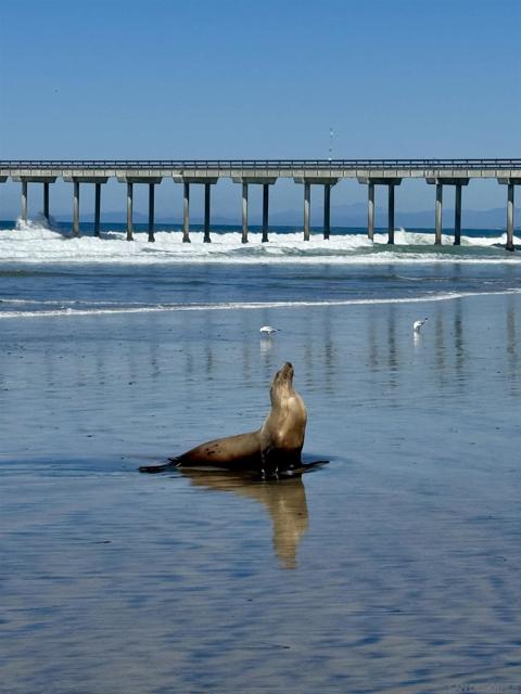 8110 El Paseo Grande, La Jolla CA: https://media.crmls.org/mediaz/8fa240cc-6cb0-4977-990b-4bea4ef6b90f.jpg