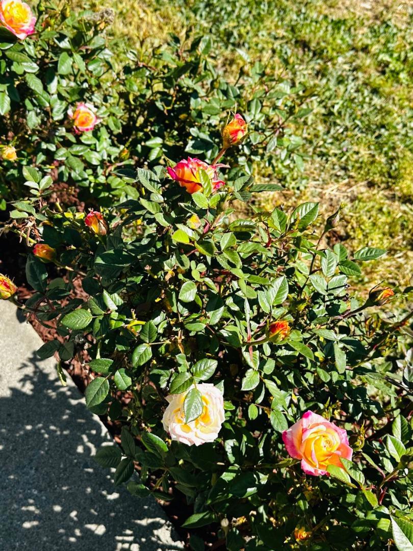 https://media.crmls.org/mediaz/8fd219a3-eb41-4eba-83cf-0813fa649942.jpg?preset=X-Large