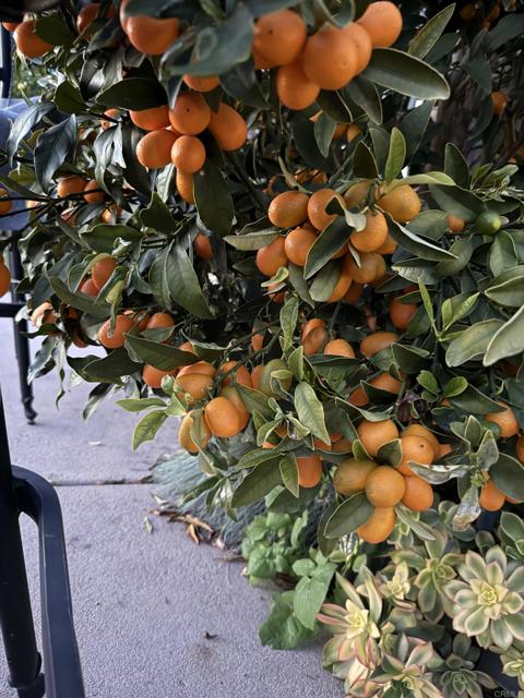 438 Cota Lane, Vista CA: https://media.crmls.org/mediaz/8fdbaa61-9def-4645-a8db-0e1a37385c0d.jpg