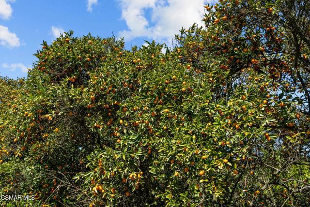 5682 Pine Grove Road, Santa Paula CA: https://media.crmls.org/mediaz/8ff8bcec-04cf-4a4c-a705-f69952ff341c.jpg