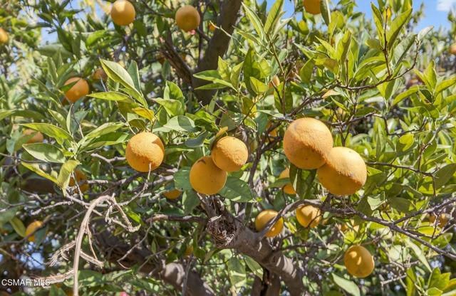 1560 Goodenough Road, Fillmore CA: https://media.crmls.org/mediaz/90a9895e-30ef-41c7-b76d-f0fd794f6e9d.jpg
