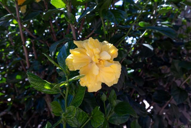 Detail Gallery Image 66 of 75 For 2335 Mirador, Vista,  CA 92084 - 5 Beds | 2/1 Baths