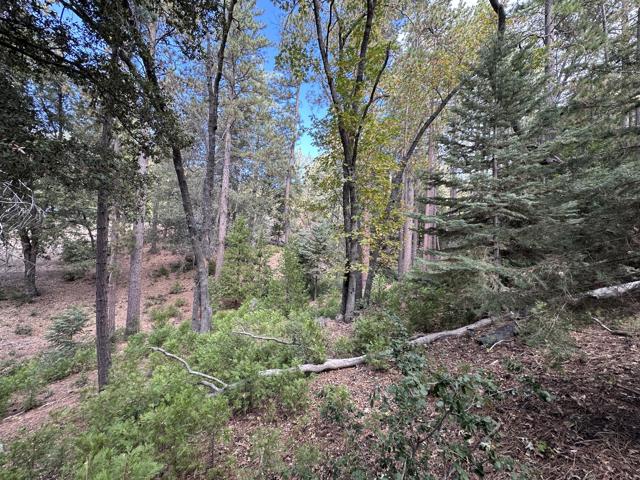 0 Round Robin, Idyllwild CA: https://media.crmls.org/mediaz/912f9026-e177-4fbb-935f-0a47914e970d.jpg