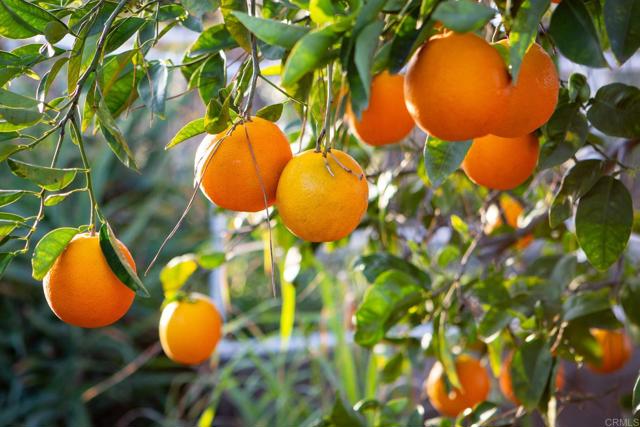 Detail Gallery Image 48 of 58 For 30837 Palomar Vista Dr, Valley Center,  CA 92082 - 4 Beds | 3 Baths