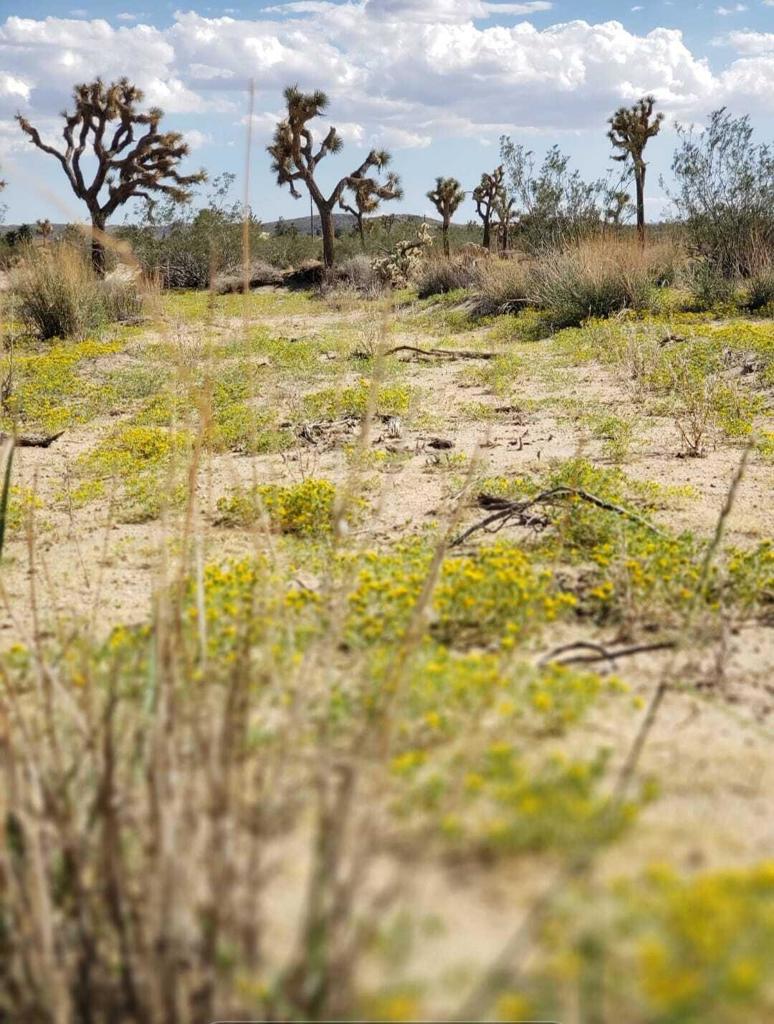 MLS #219138603PS image #38