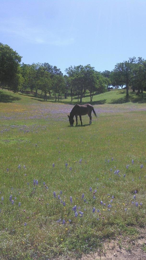 38483 Milpitas Road,  CA: https://media.crmls.org/mediaz/9227700c-c250-488d-89c8-9e3a5fc0141d.jpg