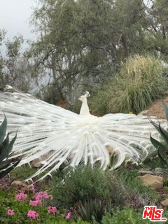 23255 W Paloma Blanca Drive, Malibu CA: https://media.crmls.org/mediaz/924596e2-5fae-4965-8383-e9f40e2a0097.jpg