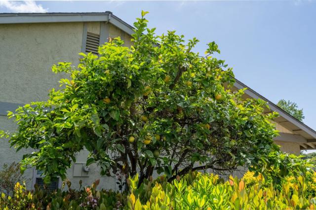 3575 Guava Way, Oceanside CA: https://media.crmls.org/mediaz/9263d0b2-e268-4202-9f09-1d71b447f557.jpg