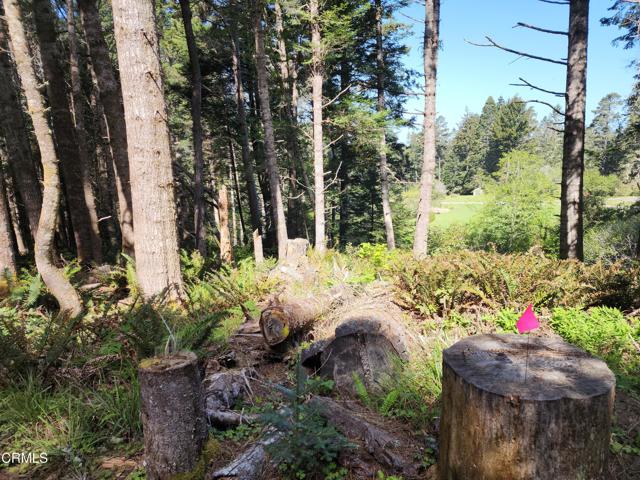 Detail Gallery Image 11 of 23 For 44551 Raven Ln, Mendocino,  CA 95460 - – Beds | – Baths