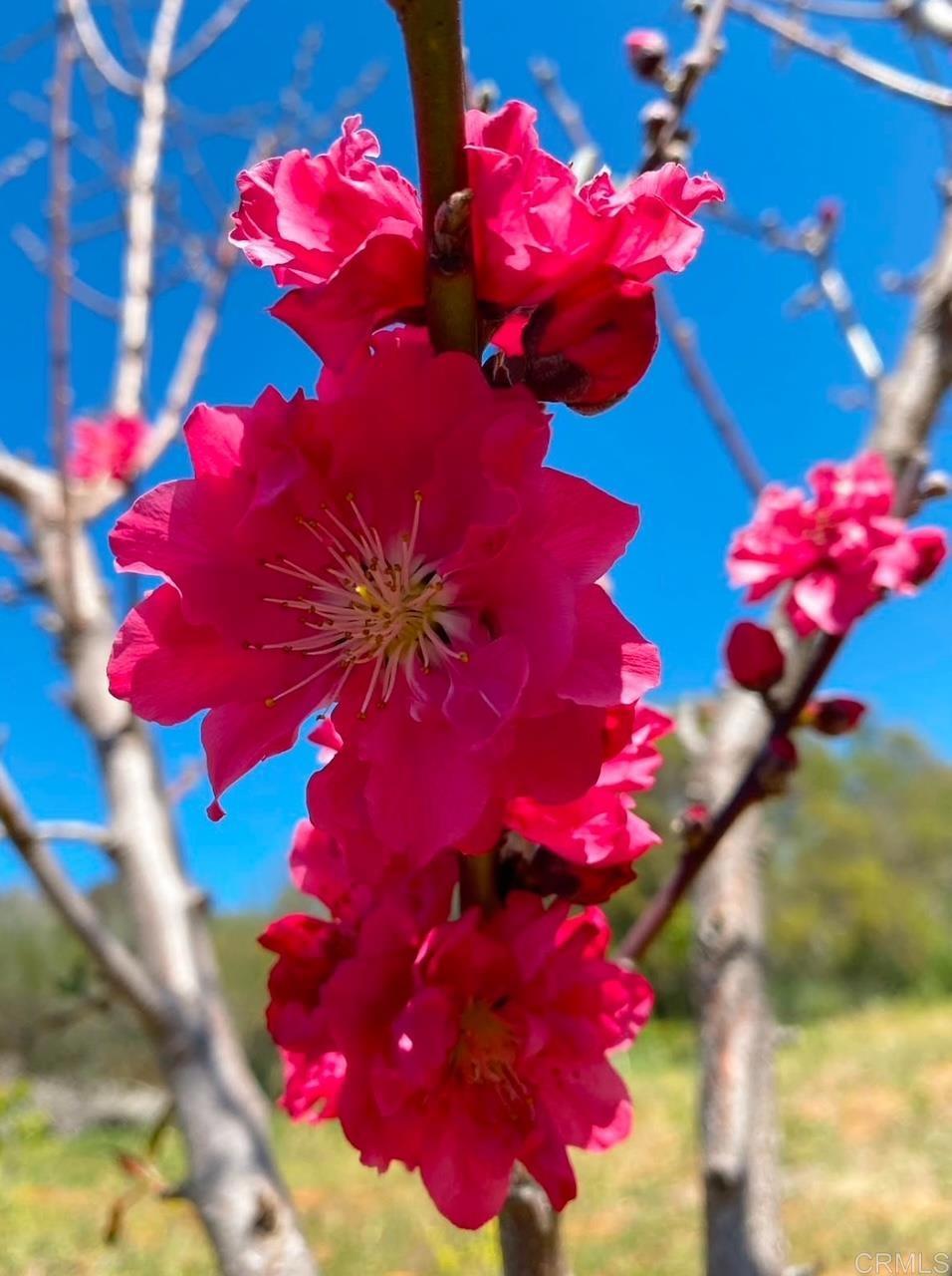 MLS #NDP2410465 image #21