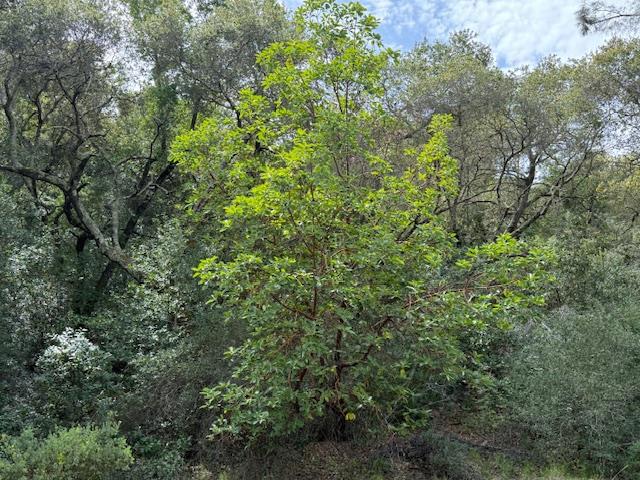 11 Little Uvas Road, Morgan Hill CA: https://media.crmls.org/mediaz/936fe1ee-2a41-499b-b92c-c89ff45edeb4.jpg