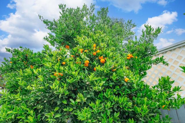 119 Smilax Rd, Vista CA: https://media.crmls.org/mediaz/947d0ec5-edb6-447f-b947-2f5060a3cb1b.jpg