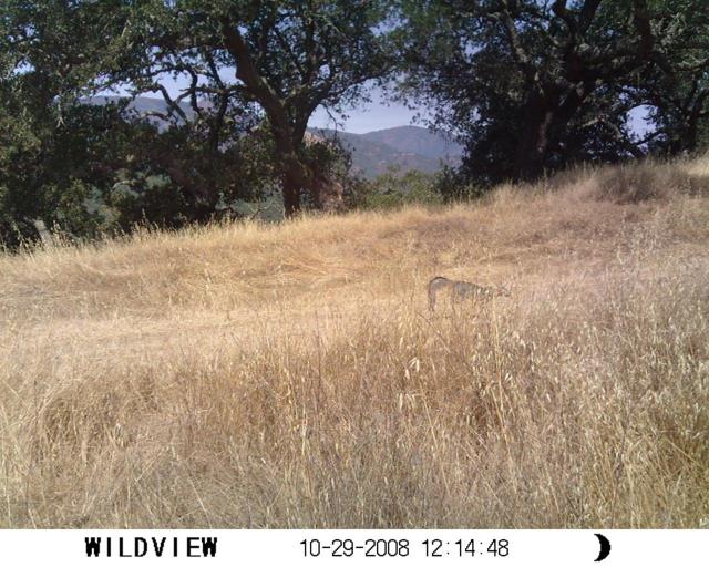 0 0 Via Vespero, San Jose CA: https://media.crmls.org/mediaz/94e9eef4-91e7-4ab4-b51d-97af3ccb43be.jpg