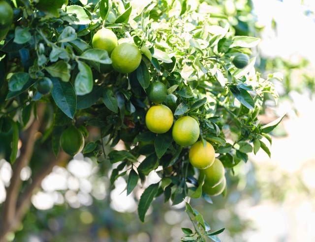 1139 Cape Cod Way, Salinas CA: https://media.crmls.org/mediaz/95801143-c596-4f78-9a1e-fddd2cde6ebc.jpg