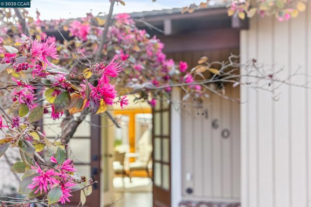 2160 Ridgewood Rd, Alamo CA: https://media.crmls.org/mediaz/9629868b-7081-45dc-b974-275652403094.jpg