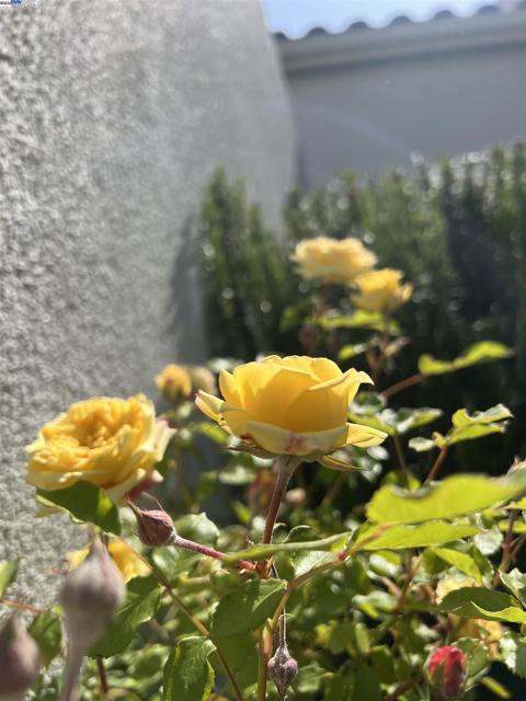 3312 Amaryllis Cir, San Ramon CA: https://media.crmls.org/mediaz/962b2565-4b47-40c3-aedb-89a1427163b9.jpg