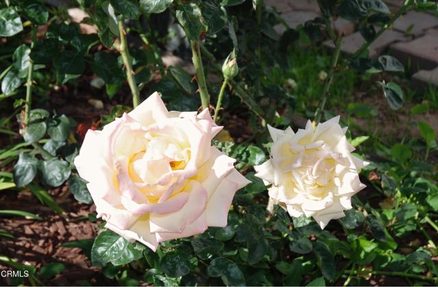 Detail Gallery Image 33 of 35 For 4388 E Central Ave #63,  Camarillo,  CA 93010 - 2 Beds | 2 Baths