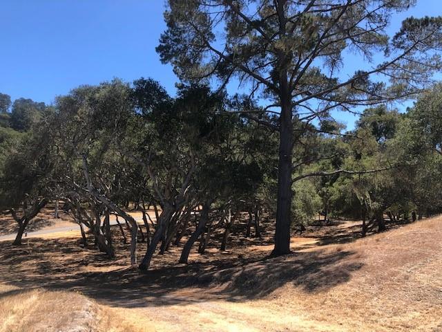 7735 Paseo Venado (Lot 82), Monterey CA: https://media.crmls.org/mediaz/9797c256-90a3-44d5-b679-3c7af4c27c87.jpg
