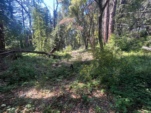 201 Hill House Road, Boulder Creek CA: https://media.crmls.org/mediaz/979eee2e-fe84-472c-8836-d6619a4aea6c.jpg