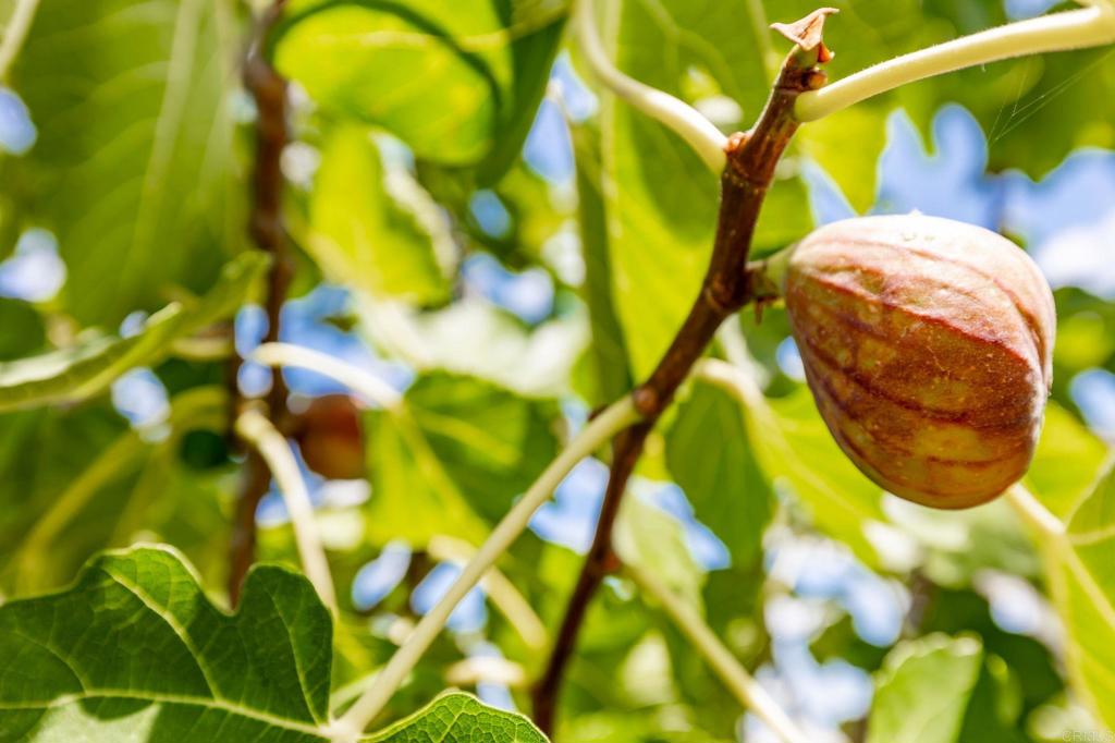 MLS #PTP2508128 image #51