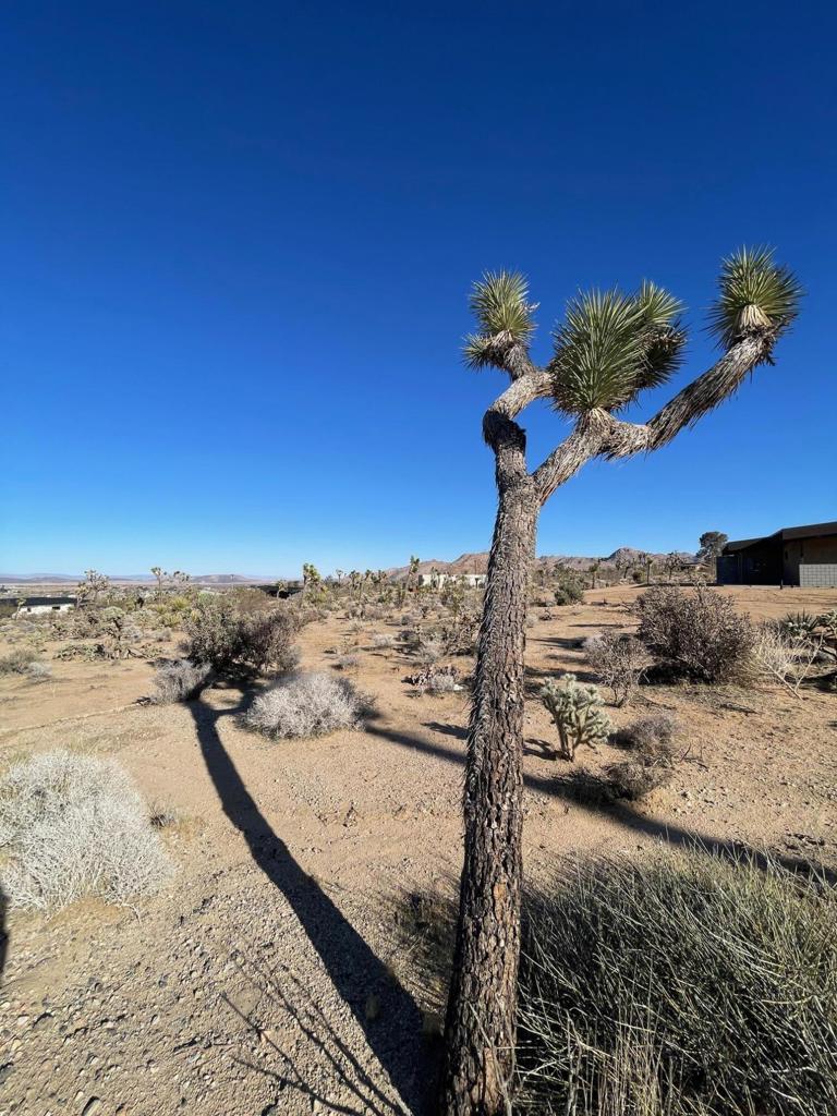 MLS #219127215DA image #3