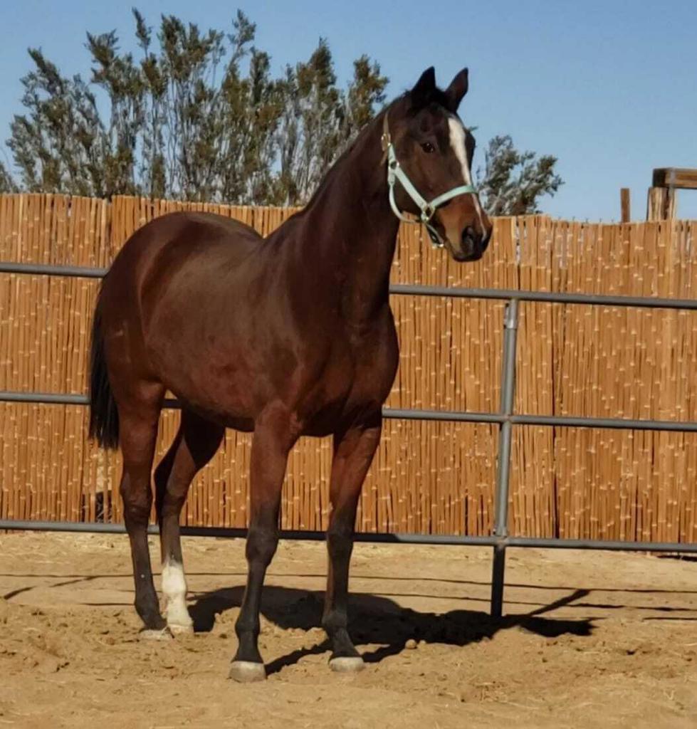 MLS #219138603PS image #21